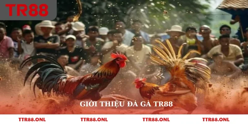 Giới thiệu đá gà tr88